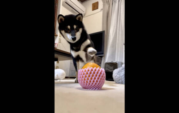 ｱﾌﾞﾗｶﾀﾌﾞﾗ ミカンに前足をかざして怪しい動きをする柴犬が魔法をかけてるようにしか見えない 動画 22年1月17日 エキサイトニュース