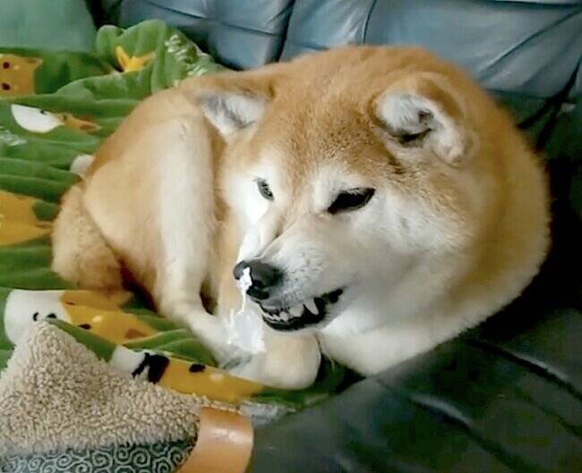 ヴゥ 柴犬の鼻にでかいゴミ 良かれと思って手を伸ばすと静かにムキられるあるある 動画 22年6月18日 エキサイトニュース