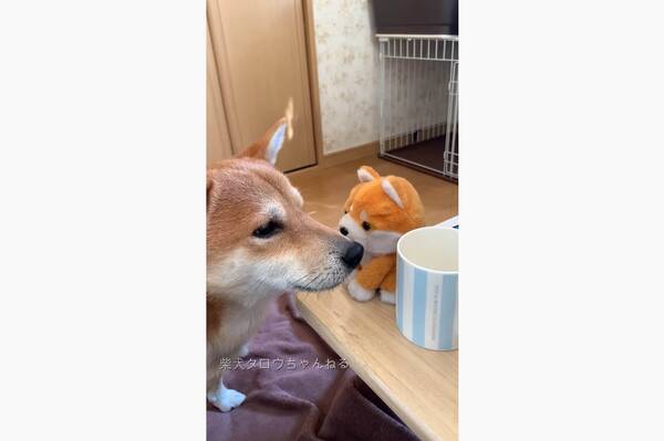 今 ワンって言った 真似っこするオモチャに動揺する柴犬 プチパニックな対決に笑うしかない 動画 22年1月16日 エキサイトニュース