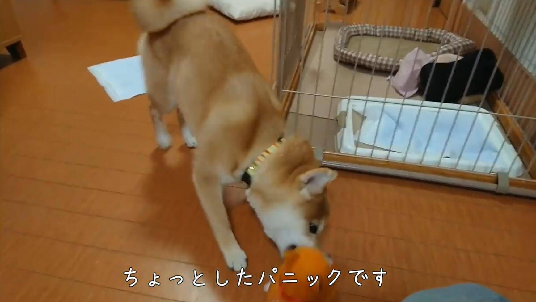 今 ワンって言った 真似っこするオモチャに動揺する柴犬 プチパニックな対決に笑うしかない 動画 22年1月16日 エキサイトニュース