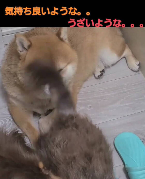 顔面にきょうだい犬のしっぽがペチペチ 避けずにむしろ受け入れちゃう柴犬に笑う 動画あり 22年1月日 エキサイトニュース