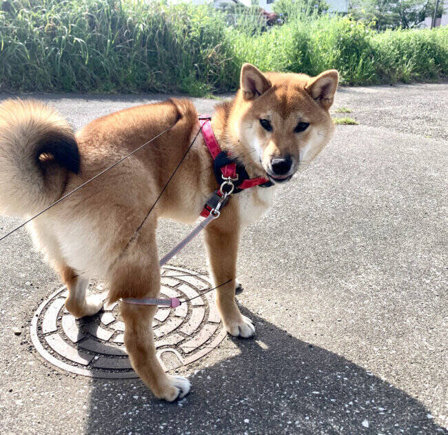 あのｼｭﾐﾏｾﾝ ソファから降りられなくなった柴犬パピー 困り顔と肉球にキュンだよ ドジかわ 22年1月2日 エキサイトニュース