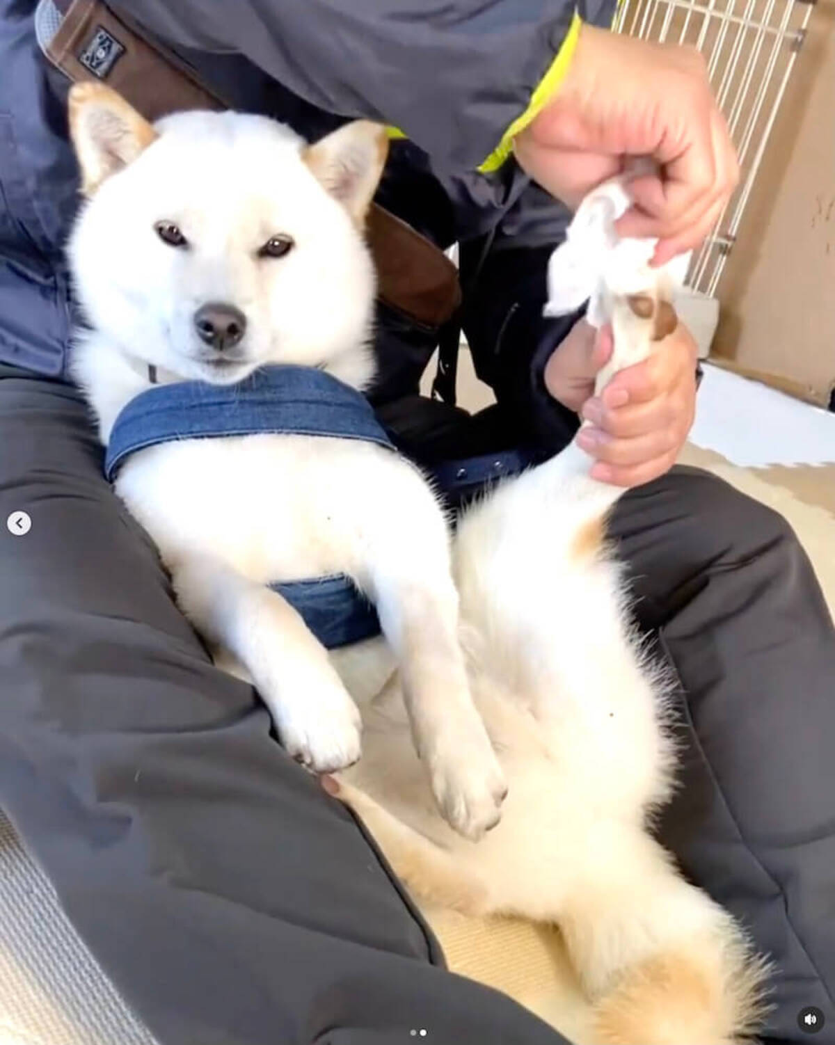 もう好きにして 無気力に足を拭かれる柴犬 考えることをやめた真顔がシュールすぎる 動画あり 22年4月23日 エキサイトニュース もう好きにして 無気力に足を拭かれる柴犬 考えることをやめた真顔がシュールすぎる 動画あり 22年4月23日 エキサイトニュース