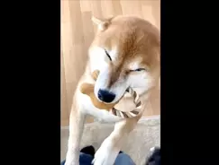 ｷﾞｭｯ おんぶ紐で背負われるゴルパピーとその手を握るパパ ふたりの愛の深さにウルっときた 動画 22年2月8日 エキサイトニュース