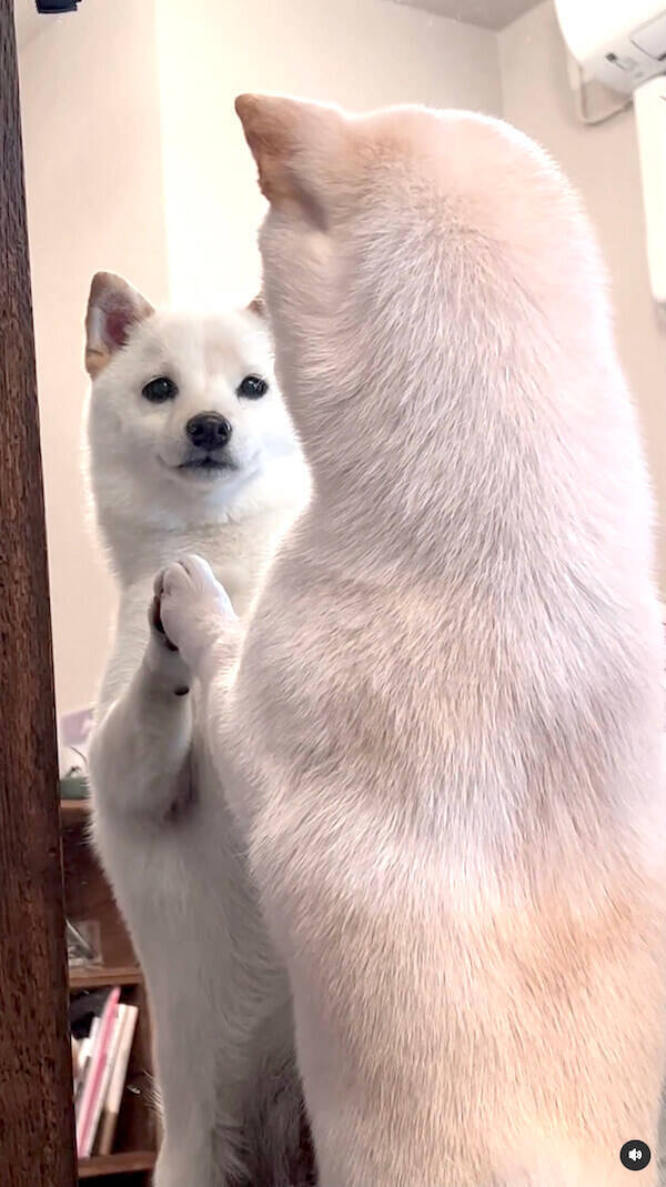 なんで君も動くの 鏡に映る自分が不思議でならない柴犬の動きが可愛い 動画あり 22年5月28日 エキサイトニュース