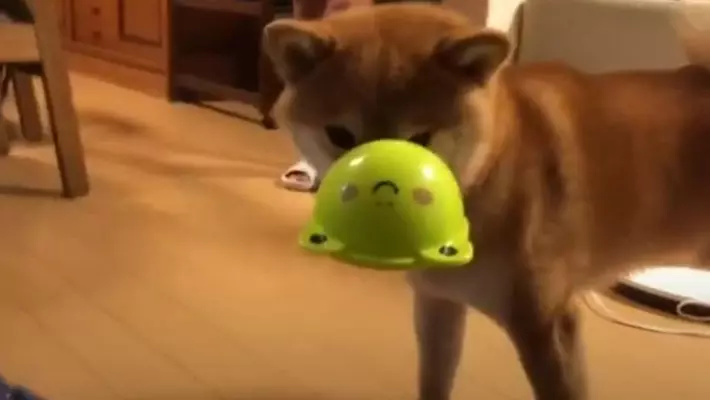 満面のドヤ顔としょんぼり顔 盗み食いをした犬の対照的な反応が面白い 22年2月19日 エキサイトニュース