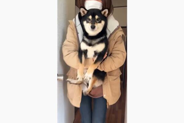 散々キレてたのに抱っこされるとスンッ 一瞬でなにもかもあきらめて大人しくなる柴犬に笑う 動画 22年3月10日 エキサイトニュース