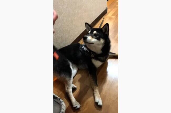 散々キレてたのに抱っこされるとスンッ 一瞬でなにもかもあきらめて大人しくなる柴犬に笑う 動画 22年3月10日 エキサイトニュース
