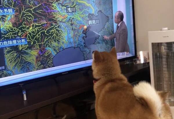 ていっ ヘビを見つけた柴犬さんの ジャンプキック がへなちょこすぎて萌え 動画 22年6月24日 エキサイトニュース ていっ ヘビを見つけた柴犬さんの ジャンプキック がへなちょこすぎて萌え 動画 22年6月24日 エキサイトニュース