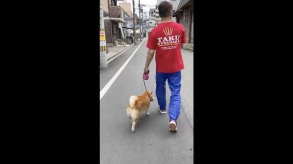 グッ 散歩中何度も止まってなでなで要求 甘えん坊柴犬の可愛さが次元違いだった 動画 22年3月12日 エキサイトニュース