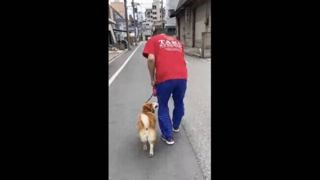 グッ 散歩中何度も止まってなでなで要求 甘えん坊柴犬の可愛さが次元違いだった 動画 22年3月12日 エキサイトニュース