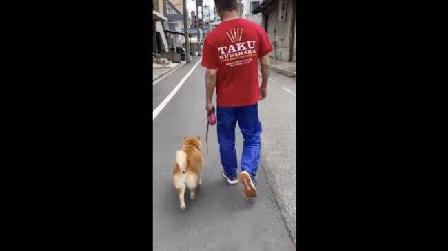 グッ 散歩中何度も止まってなでなで要求 甘えん坊柴犬の可愛さが次元違いだった 動画 22年3月12日 エキサイトニュース
