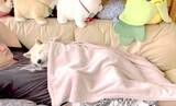 「飼い主のお腹を専用ベッドにし、毛布までかけてスヤスヤ眠る柴犬の“当たり前です感”が癒し【動画】」の画像1