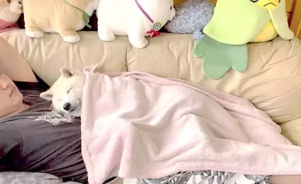 飼い主のお腹を専用ベッドにし、毛布までかけてスヤスヤ眠る柴犬の“当たり前です感”が癒し【動画】