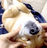 「飼い主のお腹を専用ベッドにし、毛布までかけてスヤスヤ眠る柴犬の“当たり前です感”が癒し【動画】」の画像2