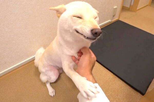 肉球を全部見せて お父さん帰ってきたー と喜ぶ柴犬 こんなんされたらもう もう 動画 22年7月9日 エキサイトニュース