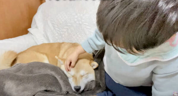 ケリケリッ 柴犬と赤ちゃんによる世界一可愛い蹴り合いっこ 最後は握手で和解 してて平和 動画 22年6月10日 エキサイトニュース ケリケリッ 柴犬と赤ちゃんによる世界一可愛い蹴り合いっこ 最後は握手で和解 してて平和 動画 22年6月10日 エキサイトニュース