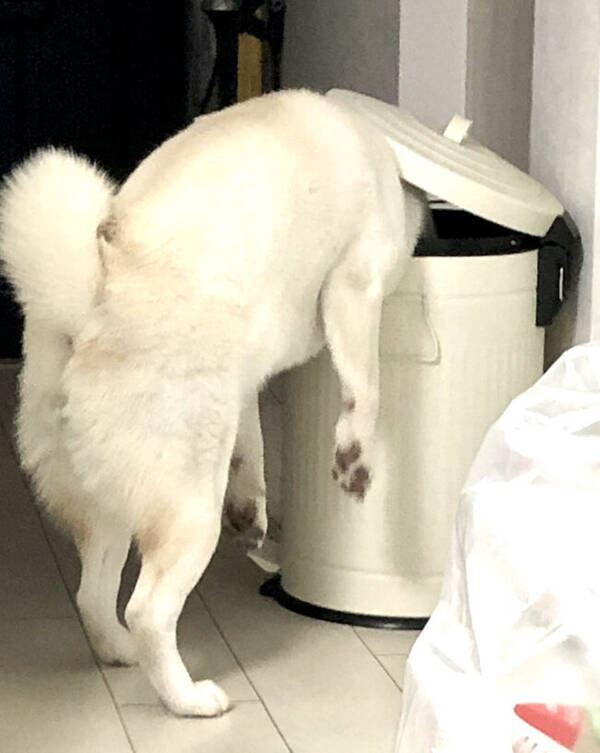 え 柴犬がゴミ箱に食べられてる イタズラしてるだけなのにホラー感出してくるのやめて 22年1月12日 エキサイトニュース