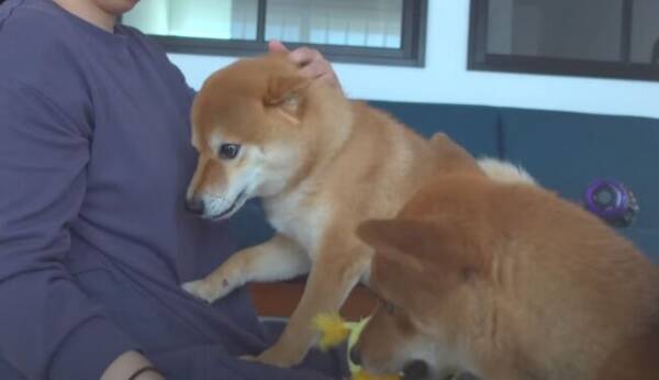 怖かったよぉ プチアクシデントに見舞われた柴犬が駆け込んだのはママのとこ 甘えん坊最高可愛い 動画 22年5月29日 エキサイトニュース