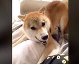 「【動きがキレッキレ】シャンプー後の柴犬ってどうしてこう荒ぶるの。ちょっと落ち着こ？【動画】」の画像1