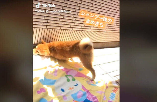 【動きがキレッキレ】シャンプー後の柴犬ってどうしてこう荒ぶるの。ちょっと落ち着こ？【動画】