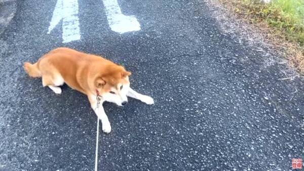 ザリガニの動き 抱っこされたら終わりだと思ってる拒否柴犬が俊敏すぎて爆笑 動画 22年12月9日 エキサイトニュース