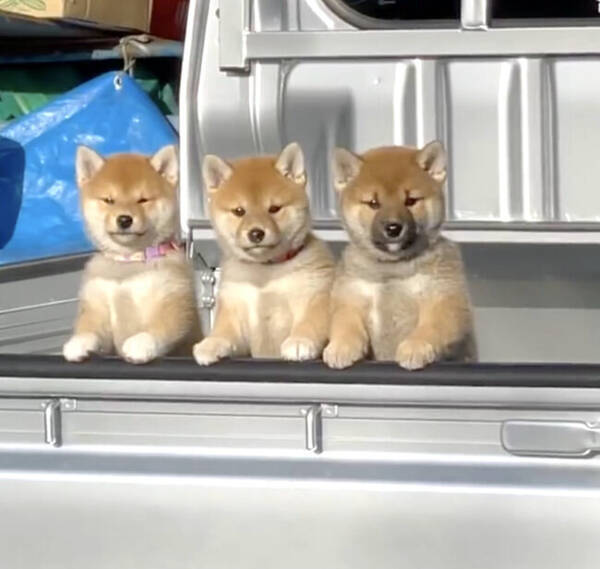 こっち見てる 軽トラの荷台で警備中の柴犬3きょうだいが破壊的可愛さ 動画あり 22年8月3日 エキサイトニュース