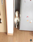 「（ｽｯｽｯ…）雷が怖い柴犬。慌てる様子もなく滑らかに冷蔵庫の隙間に避難する姿にゴメン笑う【動画】」の画像1