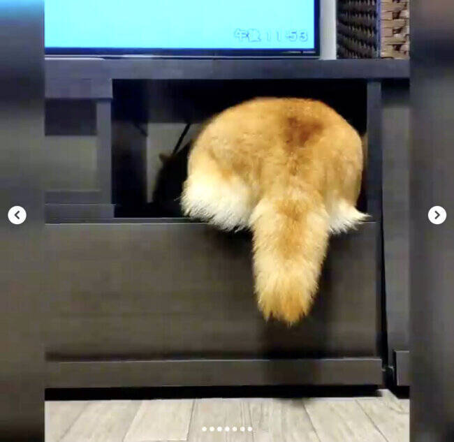 （ｽｯｽｯ…）雷が怖い柴犬。慌てる様子もなく滑らかに冷蔵庫の隙間に避難する姿にゴメン笑う【動画】