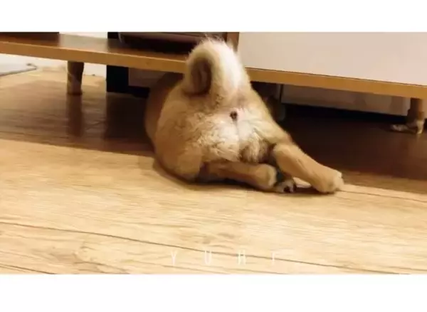 「（ｽｯｽｯ…）雷が怖い柴犬。慌てる様子もなく滑らかに冷蔵庫の隙間に避難する姿にゴメン笑う【動画】」の画像