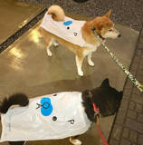 「『個包装されたパン』と投稿されたお手製レインコート姿の柴犬がもうそれにしか見えない【可愛い】」の画像2