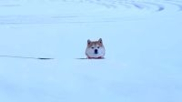 息継ぎのために浮上したアザラシ!?雪の壁越しにこちらを見る柴犬の姿が衝撃的すぎた【動画】
