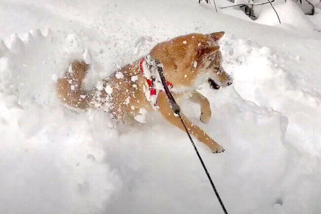 息継ぎのために浮上したアザラシ!?雪の壁越しにこちらを見る柴犬の姿が衝撃的すぎた【動画】