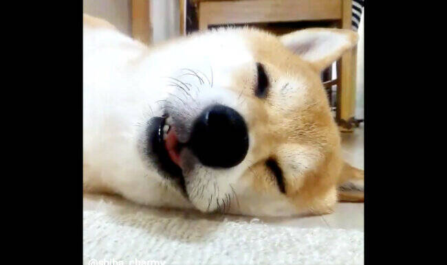 夢でなにがあった 寝ながら怒る柴犬がぶちゃカワを極めてて 本当そういうとこ好き 動画あり 22年3月29日 エキサイトニュース