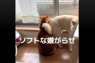 のそのそとやってきて猫におしりをギュムッ。ソフト（？）な嫌がらせをする柴犬にジワる【動画】