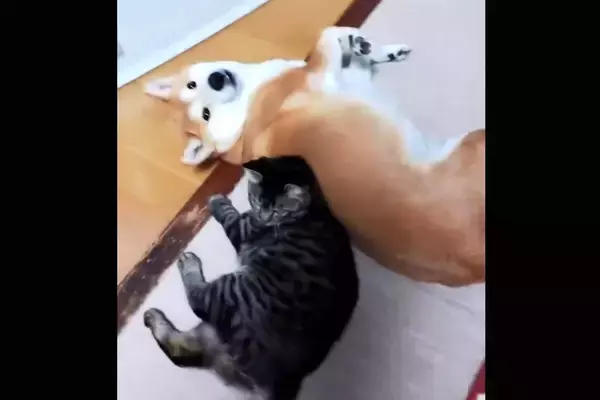 「柴犬がベッドでくつろいでいると子猫がやってきて…？そっと譲る優しさに胸がじんわり【動画】」の画像