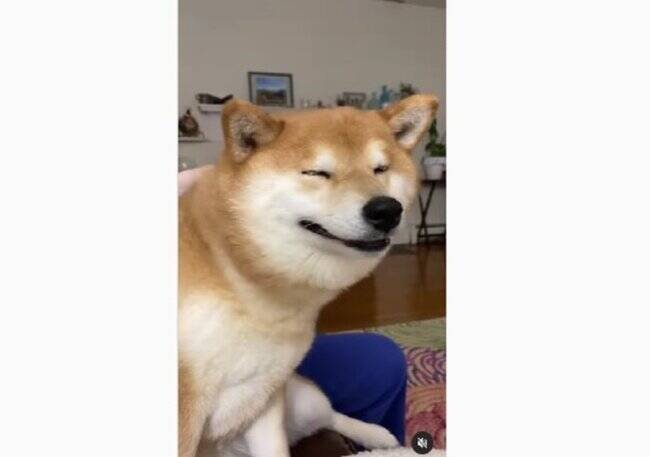 最高のスマイルいただきました なでなでされて あー幸せ な気持ちがだだもれの柴犬が超尊い 22年5月日 エキサイトニュース 最高のスマイルいただきました なでなでされて あー幸せ な気持ちがだだもれの柴犬が超尊い 22年5月日 エキサイトニュース