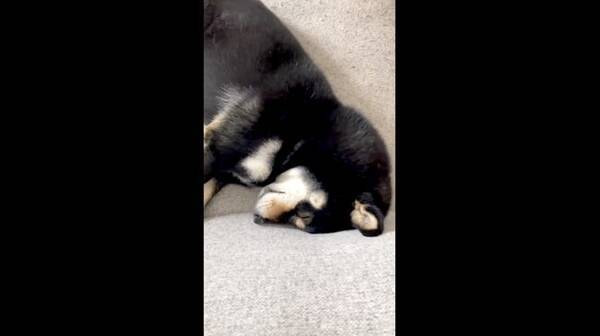 ふて寝中の柴犬が可愛すぎて胸が震えた 動画 22年5月22日 エキサイトニュース