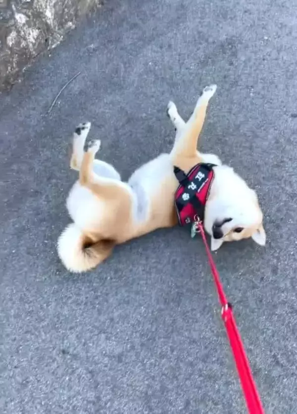 「ローリング拒否柴!?さっきまで歩いていたはずの柴犬の豹変っぷりがすごい【動画】」の画像