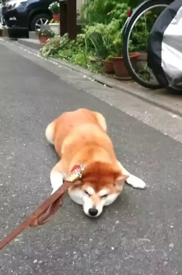 「ローリング拒否柴!?さっきまで歩いていたはずの柴犬の豹変っぷりがすごい【動画】」の画像