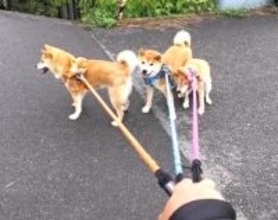 【これは詰んだ】柴犬3頭そろいもそろって散歩拒否。この状況、飼い主にとって絶望的すぎる【動画】