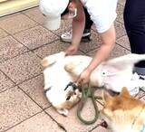 「【これは詰んだ】柴犬3頭そろいもそろって散歩拒否。この状況、飼い主にとって絶望的すぎる【動画】」の画像2