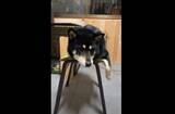 「飼い主はどこに座れば…？猫とともにイスを占領する柴犬が当然の顔してて笑う【動画】」の画像1