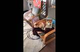 「飼い主はどこに座れば…？猫とともにイスを占領する柴犬が当然の顔してて笑う【動画】」の画像2