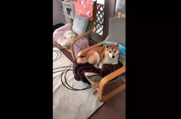 「飼い主はどこに座れば…？猫とともにイスを占領する柴犬が当然の顔してて笑う【動画】」の画像