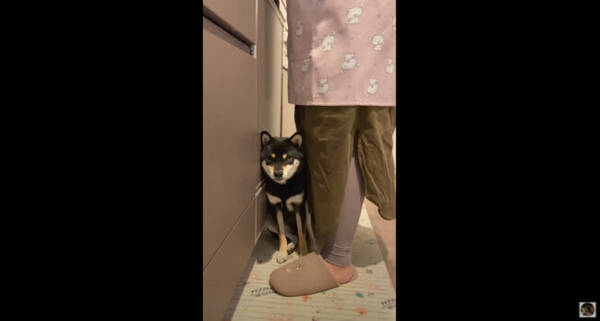 料理中の飼い主の足元から動かない柴犬 調味料を取りに離れただけでも寂しそうなの愛おしい 動画 22年2月24日 エキサイトニュース