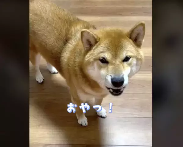 飼い主の「どれ食べるん？」に食い気味で返事をする柴犬。会話成立しててジワる【動画】