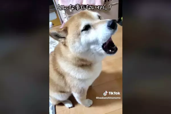 「飼い主の「どれ食べるん？」に食い気味で返事をする柴犬。会話成立しててジワる【動画】」の画像