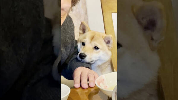 それ美味しそうだねぇ すき焼きを食べてみたい柴犬 ションボリ顔でアゴ乗せしてくるのあざとい 動画 22年1月21日 エキサイトニュース