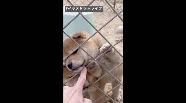 フェンス越しに指をハムハムしたい柴犬赤ちゃん 必死さが健気で愛おしくて泣けた 動画 22年3月8日 エキサイトニュース 2 2